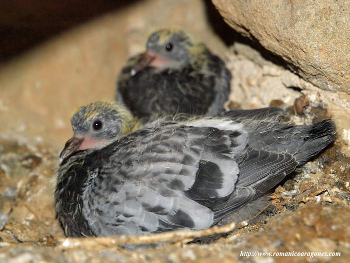 PICHONES EN LA ESCALERA DEL CAMPANARIO